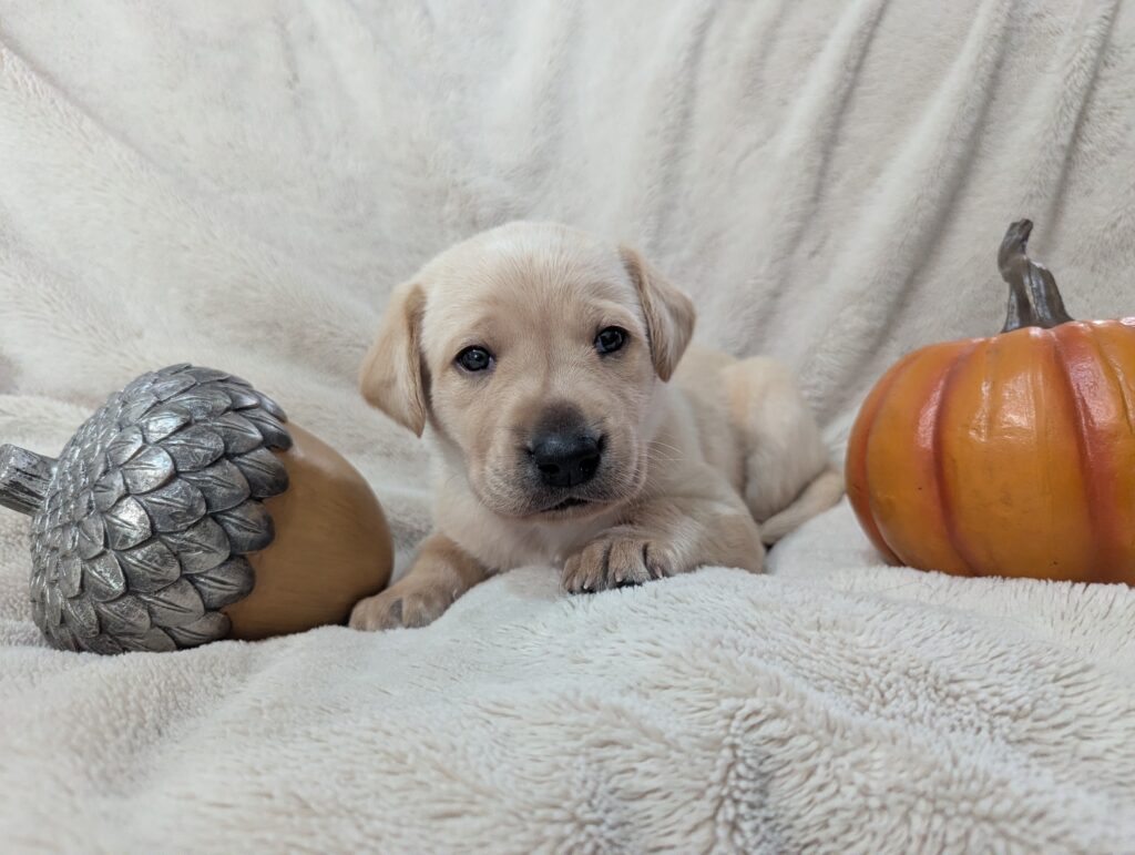 Lab Puppy 4 Weeks