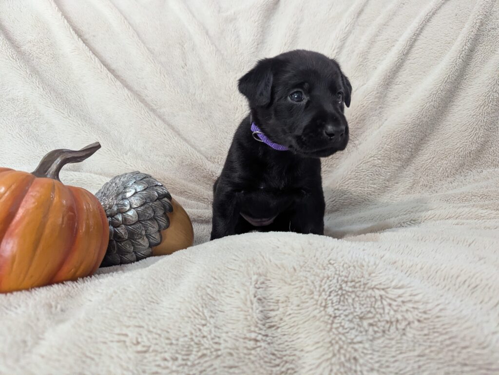 Lab Puppy 4 Weeks