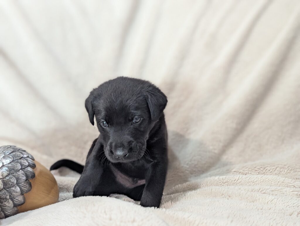 Lab Puppy 4 Weeks
