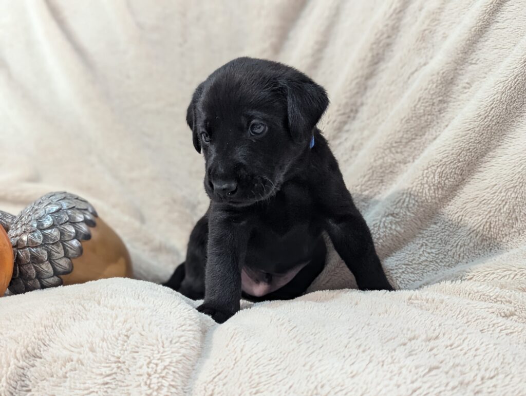 Lab Puppy 4 Weeks