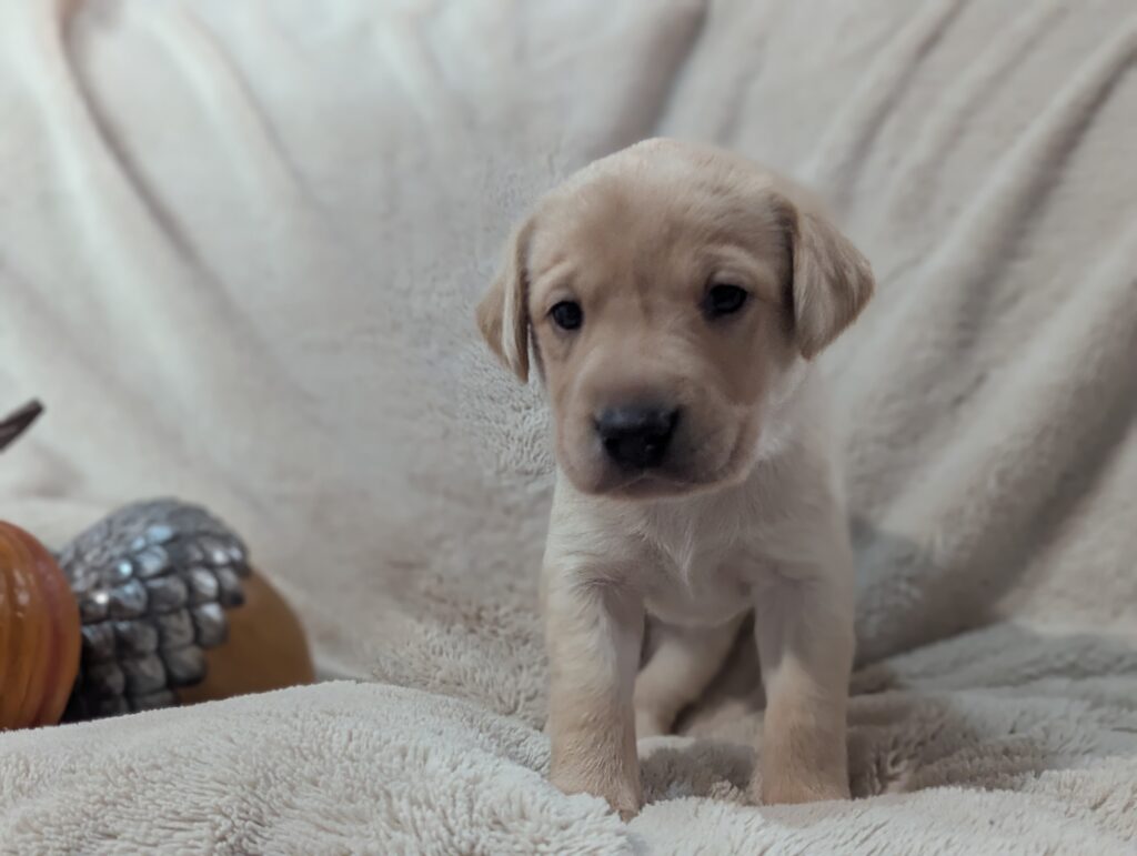 Lab Puppy 4 Weeks
