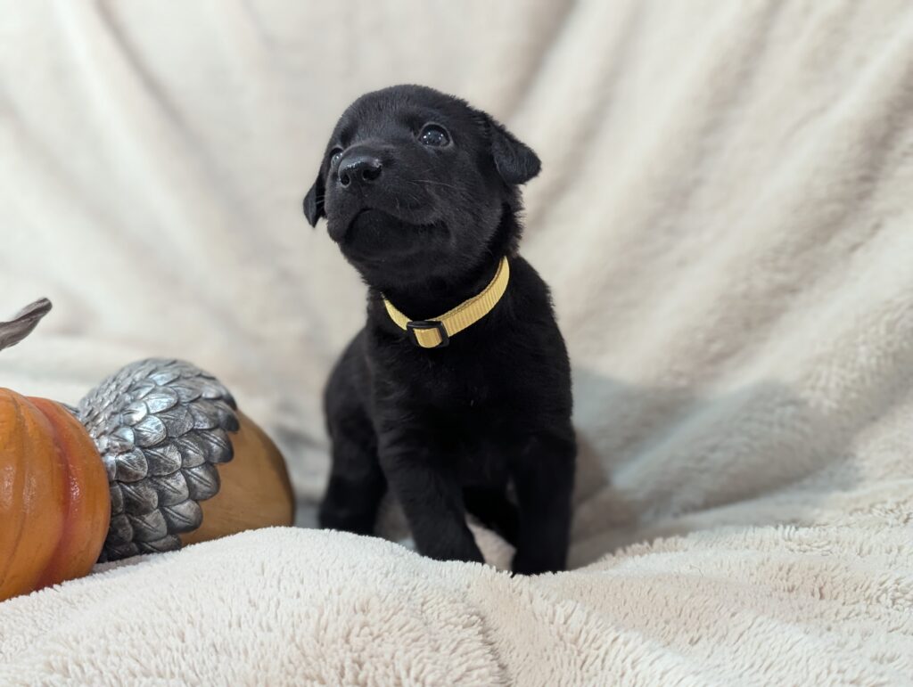 Lab Puppy 4 Weeks