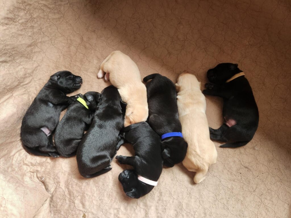 Ember Puppy Pile